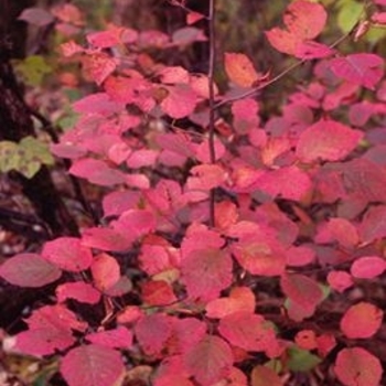 Corylus americana - American Hazelnut
