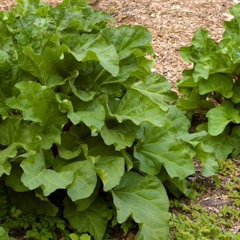 Rheum 'Chipman's Canada Red' - Red Rhubarb