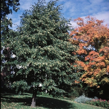 Tilia americana 'Redmond' - Redmond Linden