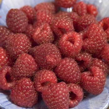 Rubus 'Heritage' - Heritage Raspberry