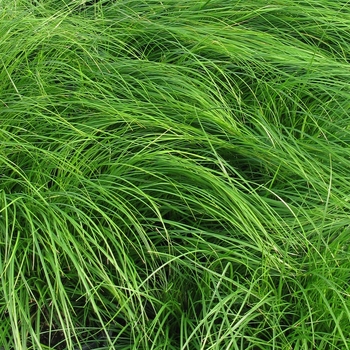 Carex appalachica - Appalachian Sedge Carex appalachica - Appalachian Sedge