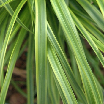 Carex oschimensis 'Evercolor® Everlime' - Everlime Carex Carex oschimensis 'Evercolor® Everlime' - Everlime Carex