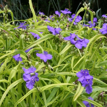 Tradescantia andersoniana 'Sweet Kate' - Sweet Kate Spiderwort Tradescantia andersoniana 'Sweet Kate' - Sweet Kate Spiderwort