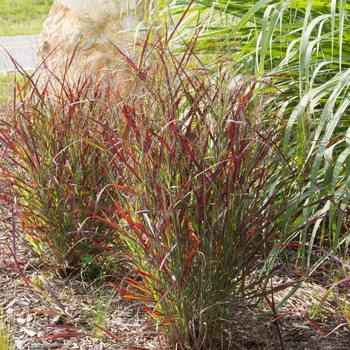 Panicum virgatum 'Hot Rod' - Hot Rod Switch Grass Panicum virgatum 'Hot Rod' - Hot Rod Switch Grass