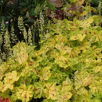 Heucherella 'Solar Power' - Solar Power Huecherella Heucherella 'Solar Power' - Solar Power Huecherella
