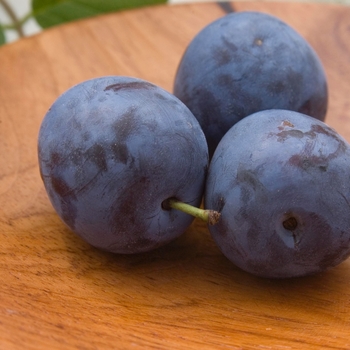 Prunus 'Mount Royal' - Mount Royal Plum