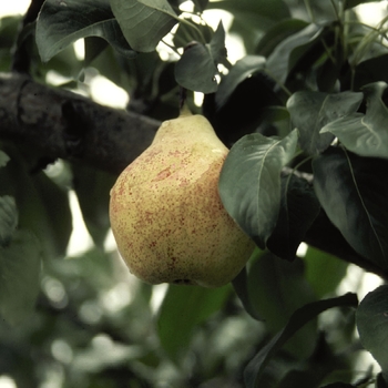 Pyrus 'Bartlett' - Bartlett Pear