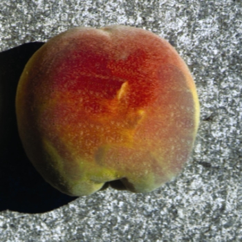 Prunus 'Reliance' - Reliance Peach