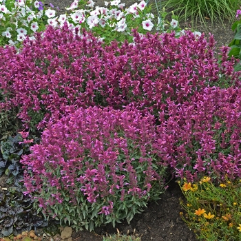 Agastache 'Rosie Posie' - Rosie Posie Agastache Agastache 'Rosie Posie' - Rosie Posie Agastache
