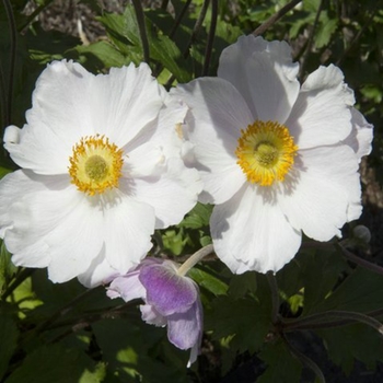 Anemone 'Dreaming Swan' - Dreaming Swan Windflower