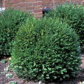 Buxus 'Green Velvet' - Green Velvet® Boxwood