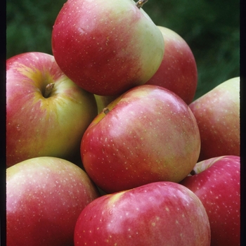 Malus 'Zestar' - Zestar Apple