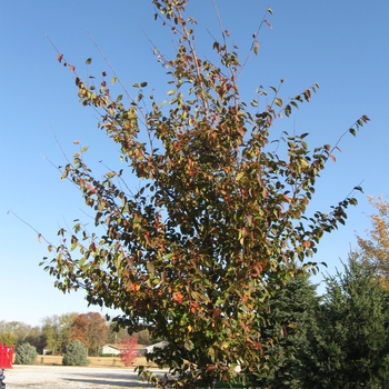 Carpinus caroliniana - American Hornbeam