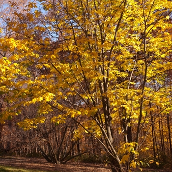 Cladrastis kentukea - Yellowwood