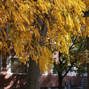 Gymnocladus dioicus - Kentucky Coffeetree