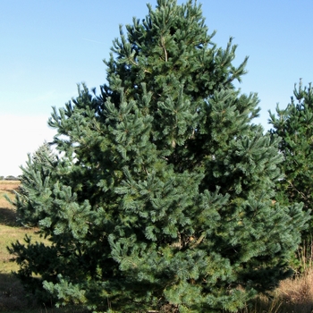 Pinus strobiformis - Southwestern White Pine