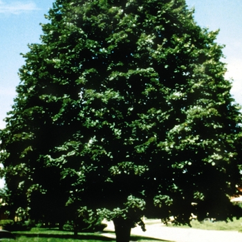 Tilia tomentosa - Silver Linden