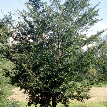 Ulmus americana 'Princeton' - Princeton Elm