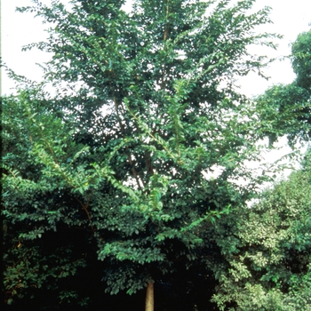 Ulmus 'Morton Glossy' - Triumph™ Elm