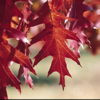 Quercus rubra - Red Oak