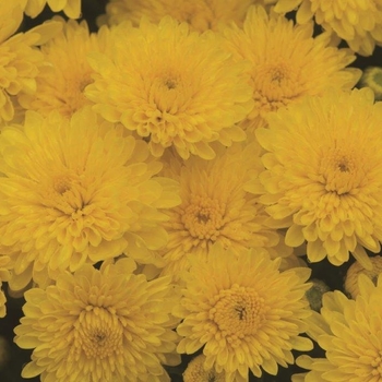 Chrysanthemum Sparkling Cheryl Yellow - Mum - Yellow Chrysanthemum Sparkling Cheryl Yellow - Mum - Yellow