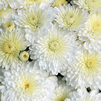 Chrysanthemum Frosty Cheryl - Mum - White Chrysanthemum Frosty Cheryl - Mum - White