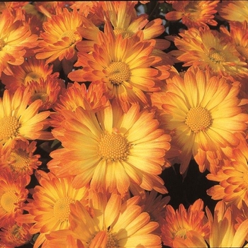Chrysanthemum Dazzling Stacy Orange - Mum - Orange / Bronze Chrysanthemum Dazzling Stacy Orange - Mum - Orange / Bronze