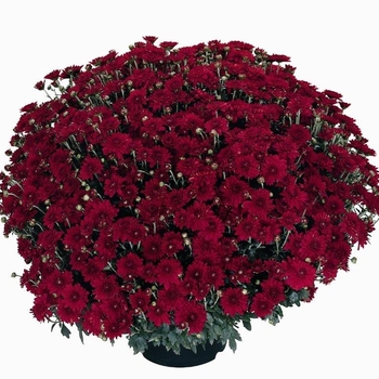 Chrysanthemum 'Camina Red' - Mum-Red Chrysanthemum 'Camina Red' - Mum-Red
