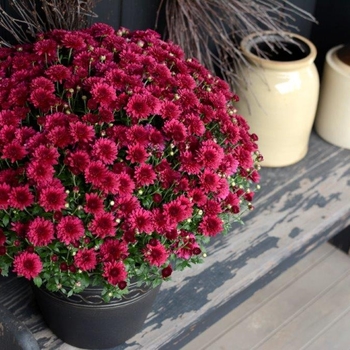 Chrysanthemum 'Patty Purple' - Mum-Purple Chrysanthemum 'Patty Purple' - Mum-Purple