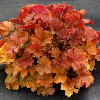 Heuchera 'Northern Exposure Amber' - Northern Exposure™ Amber Coral Bells Heuchera 'Northern Exposure Amber' - Northern Exposure™ Amber Coral Bells