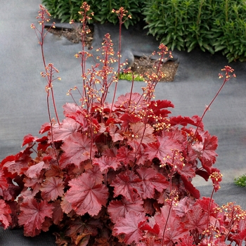 Heuchera 'Northern Exposure Red' - Northern Exposure Red Coral Bells Heuchera 'Northern Exposure Red' - Northern Exposure Red Coral Bells