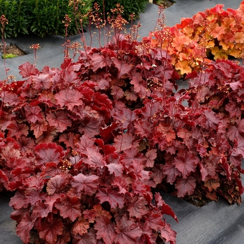 Heuchera 'Northern Exposure Red' - Northern Exposure™ Red Coral Bells Heuchera 'Northern Exposure Red' - Northern Exposure™ Red Coral Bells
