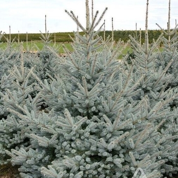 Picea pungens 'Bonny Blue' - Bonny Blue Spruce