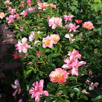 Rosa 'BAIrage' - All the Rage Shrub Rose