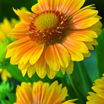 Gaillardia aristata 'Arizona Apricot' - Arizona Apricot Gaillardia Gaillardia aristata 'Arizona Apricot' - Arizona Apricot Gaillardia