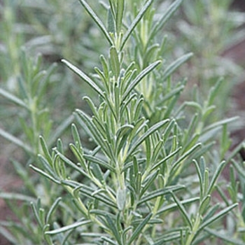 Rosmarinus Officinalis 'Arp' - Rosemary Arp Rosmarinus Officinalis 'Arp' - Rosemary Arp