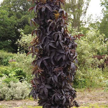 Sambucus nigra 'Eiffel 1' - Black Tower Elderberry