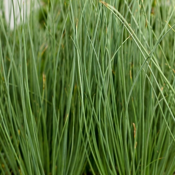 Juncus Inflexus - Graceful Grasses® Blue Mohawk Juncus Inflexus - Graceful Grasses® Blue Mohawk