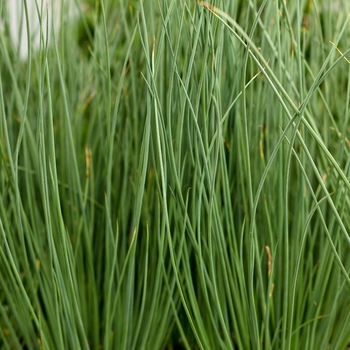 Juncus Inflexus - Graceful Grasses® Blue Mohawk