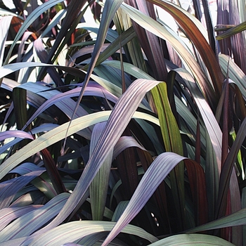 Pennisetum purpureum - Graceful Grasses® Vertigo® Pennisetum purpureum - Graceful Grasses® Vertigo®