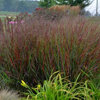 Panicum virgatum - 'Cheyenne Sky'