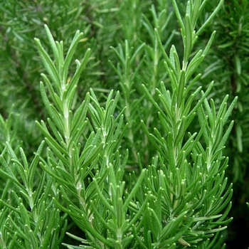 Rosmarinus angustifolius - Pine Scented Rosemary Rosmarinus angustifolius - Pine Scented Rosemary