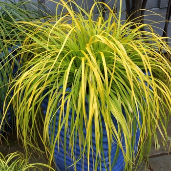 Carex oshimensis 'Everillo' - Everillo Sedge Carex oshimensis 'Everillo' - Everillo Sedge