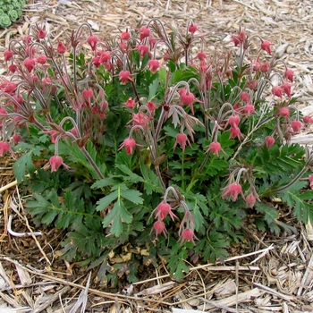 Geum triflorum - Prairie Smoke Geum Geum triflorum - Prairie Smoke Geum