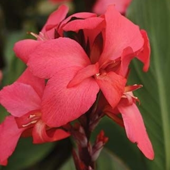 Canna 'Cannova Rose' - Cannova Rose Canna Lily Canna 'Cannova Rose' - Cannova Rose Canna Lily