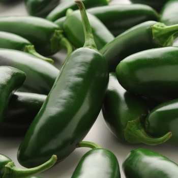 Capsicum annuum 'La Bomba' - Jalapeño Pepper Capsicum annuum 'La Bomba' - Jalapeño Pepper