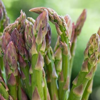 Asparagus officinalis 'Jersey Knight' - Jersey Knight Asparagus Asparagus officinalis 'Jersey Knight' - Jersey Knight Asparagus