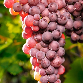 Vitis 'Reliance' - Reliance Seedless Grape