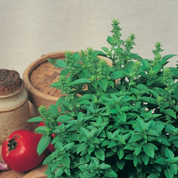 Ocimum basilicum 'Spicy Globe' - Spicy Globe Basil Ocimum basilicum 'Spicy Globe' - Spicy Globe Basil