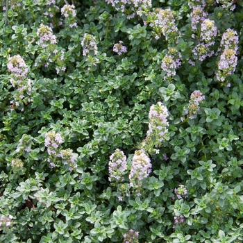Thymus citriodorus - Lemon Thyme Thymus citriodorus - Lemon Thyme